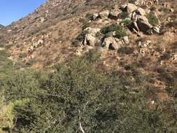 Image of Cedros Island Oak