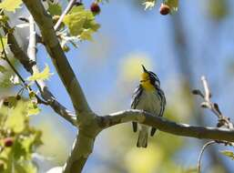 Setophaga dominica (Linnaeus 1766) resmi