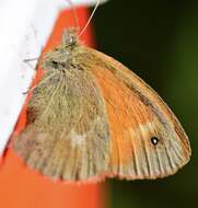 Image of Coenonympha california Westwood (1851)