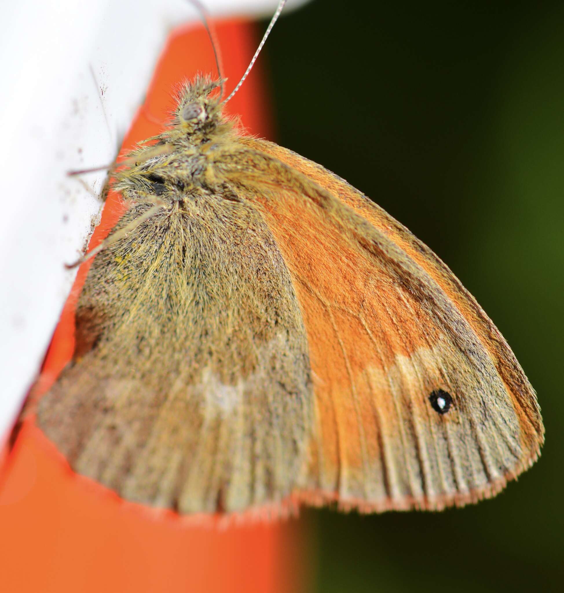 Image of Coenonympha california Westwood (1851)