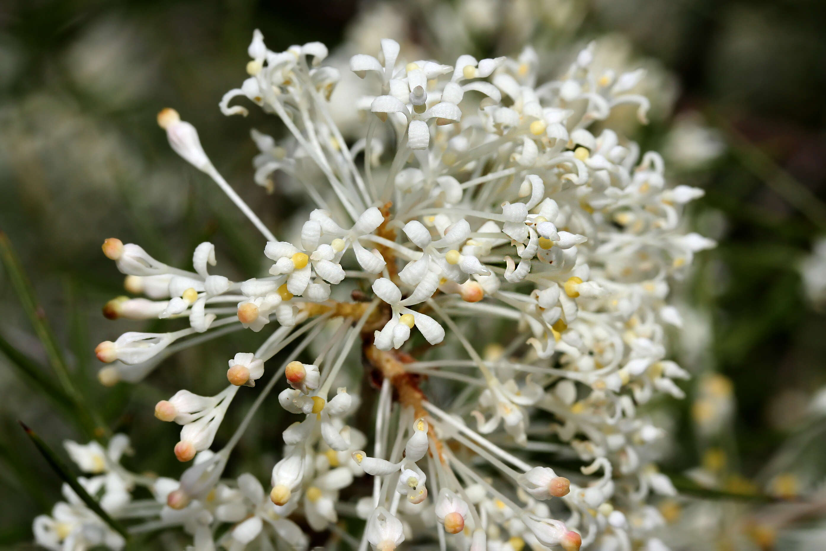 Imagem de Grevillea biternata Meissn.