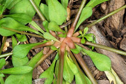 Image of green carpetweed