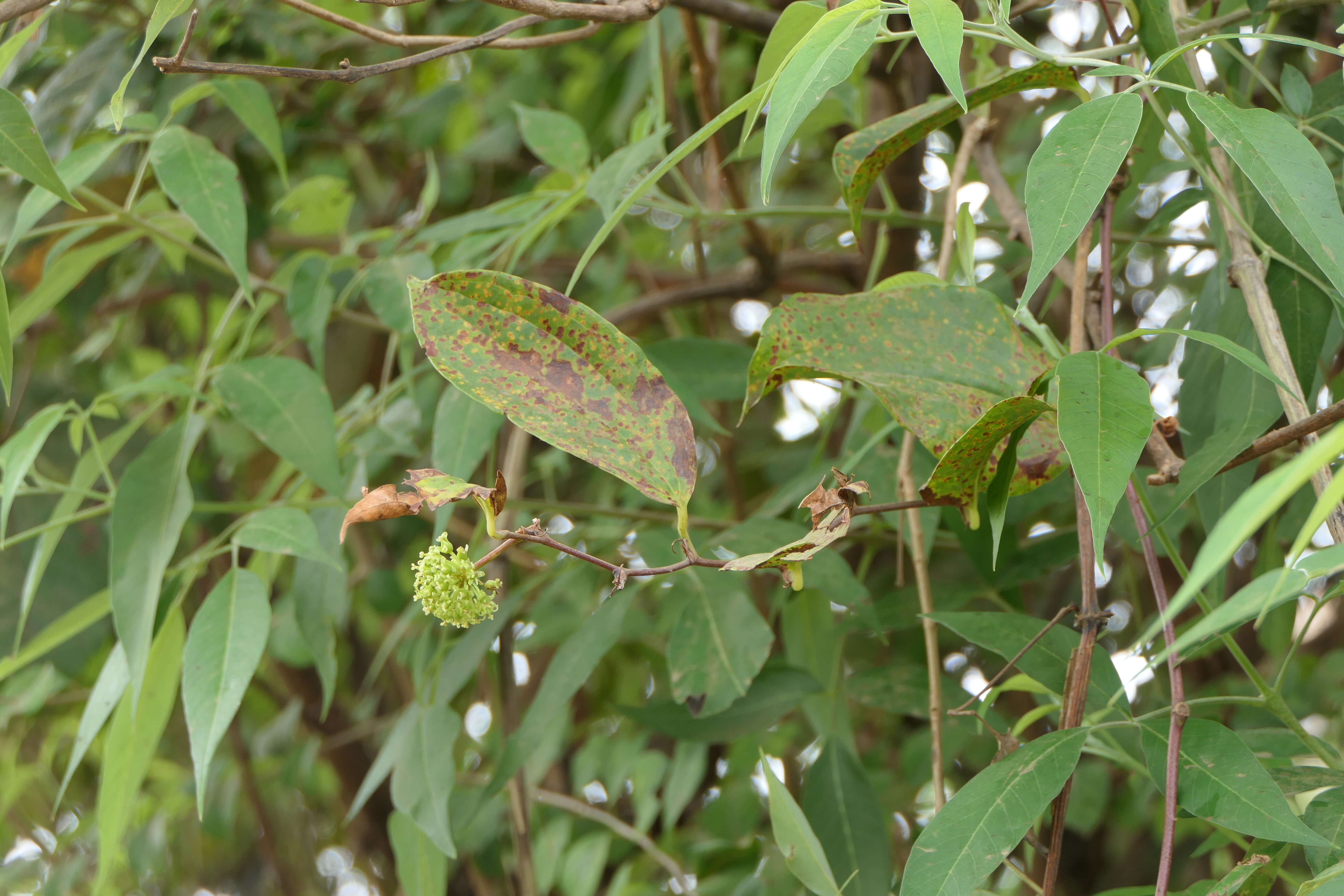 Image of Smilax zeylanica L.