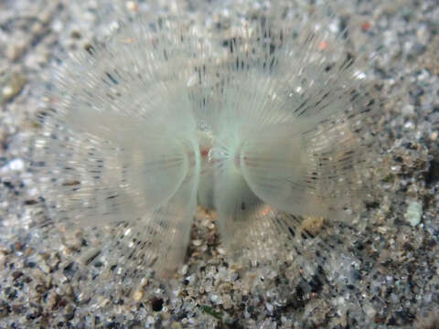 Image of large green phoronid