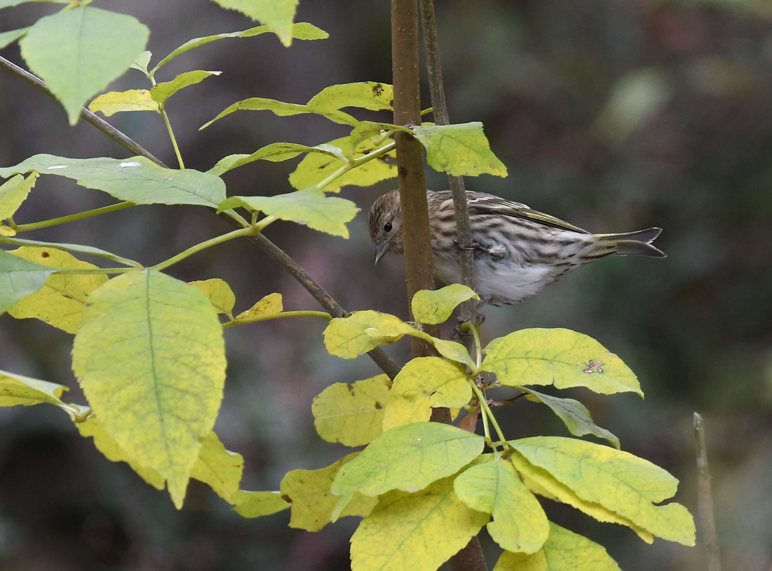 Image of Pine Siskin