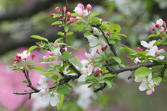 Image of Chinese crab apple