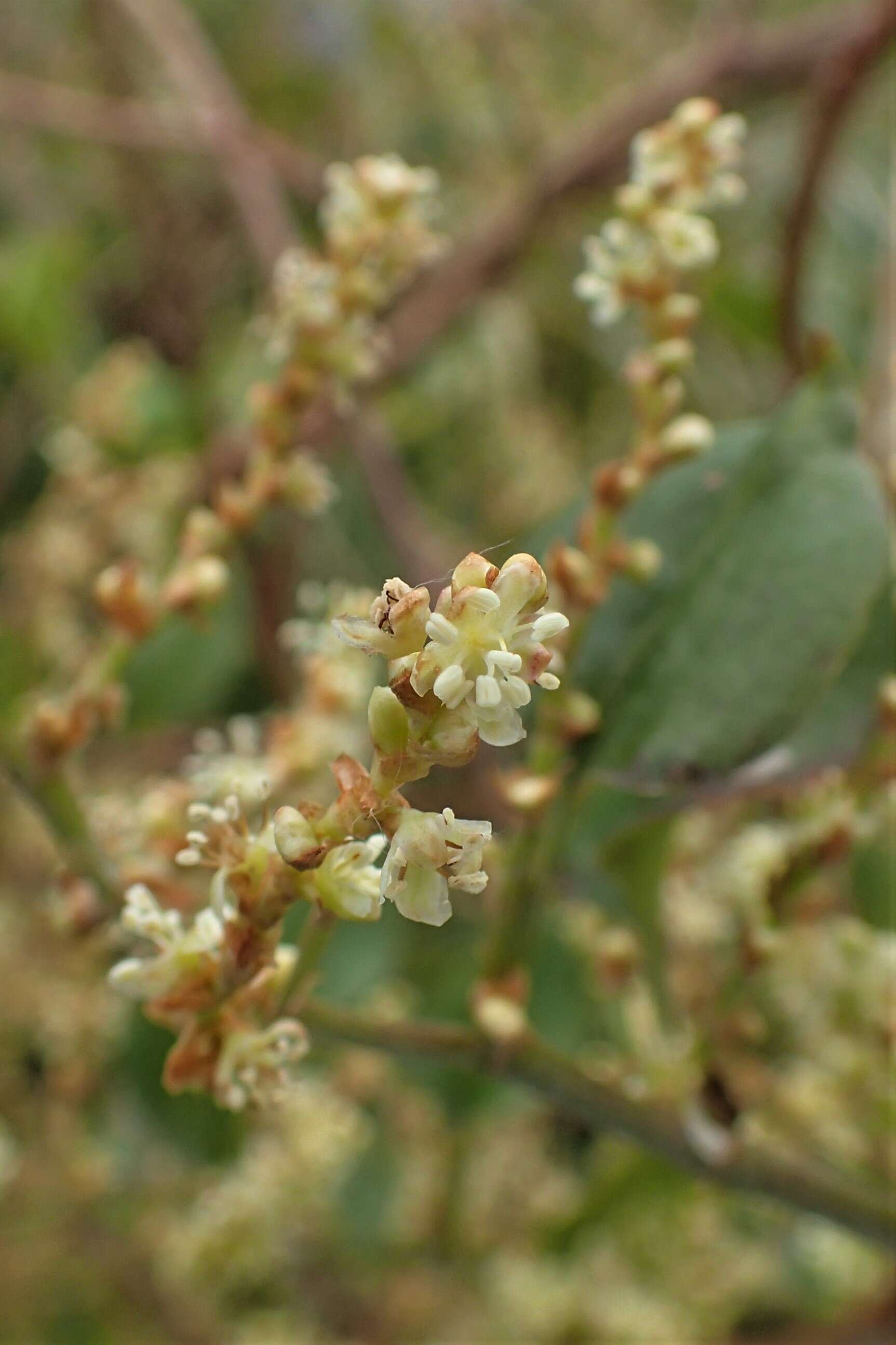 Image of Muehlenbeckia australis (Forst. fil.) Meisn.