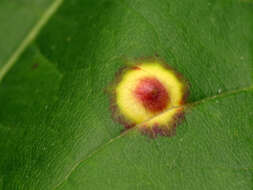 Image of Ocellate Gall Midge