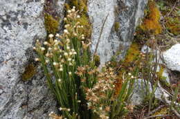 Image of Baccharis genistelloides