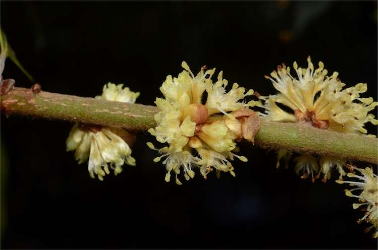 Слика од Neolitsea dealbata (R. Br.) Merr.