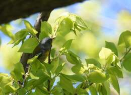 Image of Northern Parula