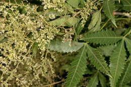 Image of African poison oak