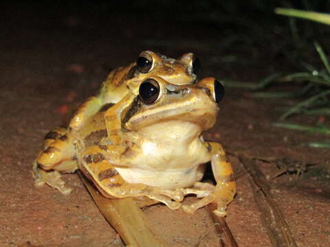 Image of Polypedates bengalensis