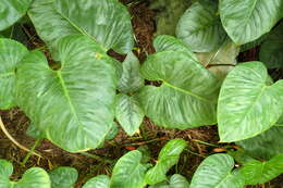 Image of philodendron