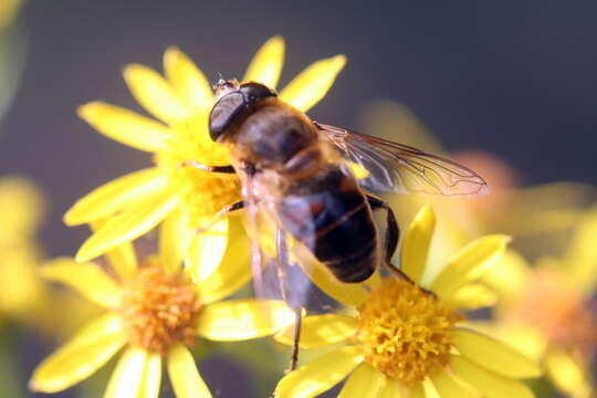 Image of drone fly