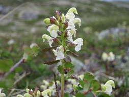 Image of Lapland lousewort