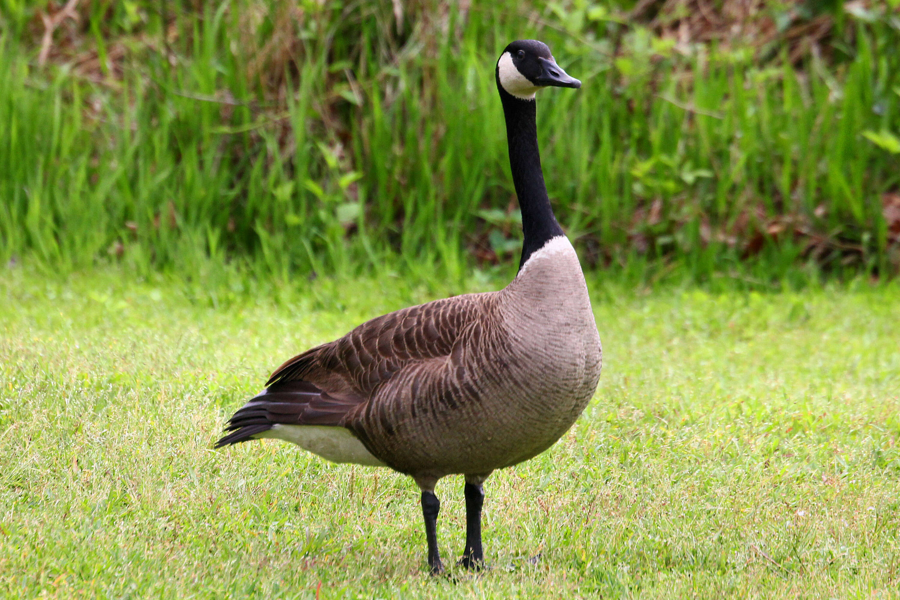 Image of Hawaiian goose