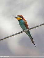 Image of bee-eater, european bee-eater