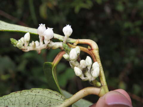 Image de Gaultheria fragrantissima Wall.