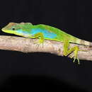 Image of Anolis kunalayae