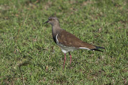 Image of Black-winged Lapwing