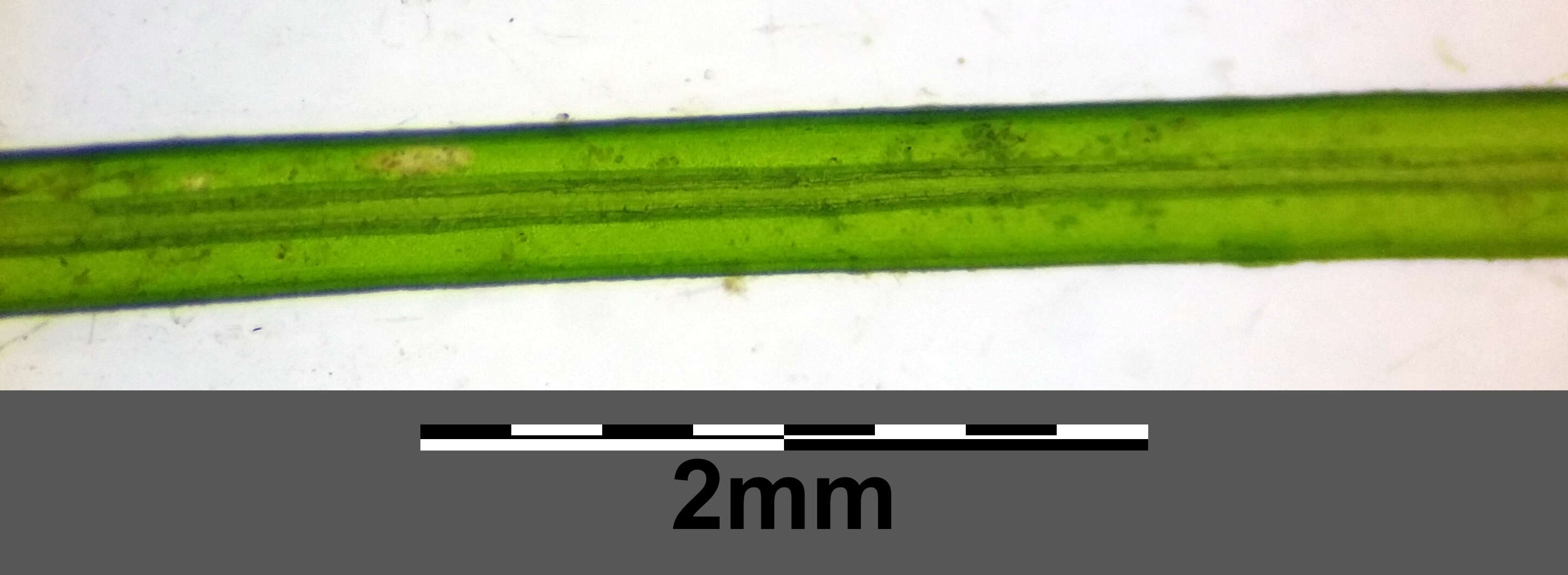 Слика од Potamogeton trichoides Cham. & Schltdl.