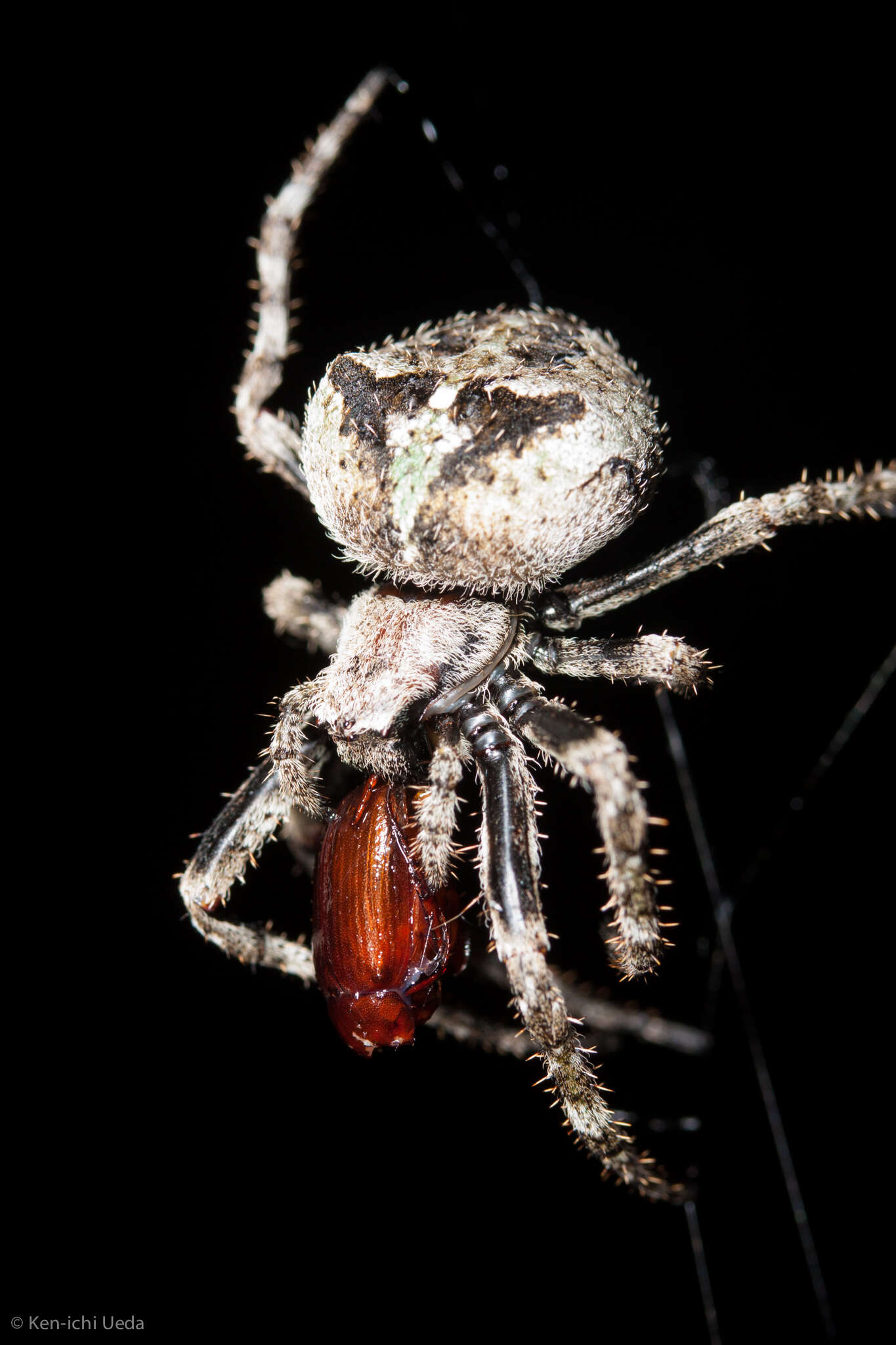 Image of Araneus andrewsi (Archer 1951)