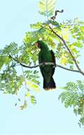 Image of Eclectus Wagler 1832