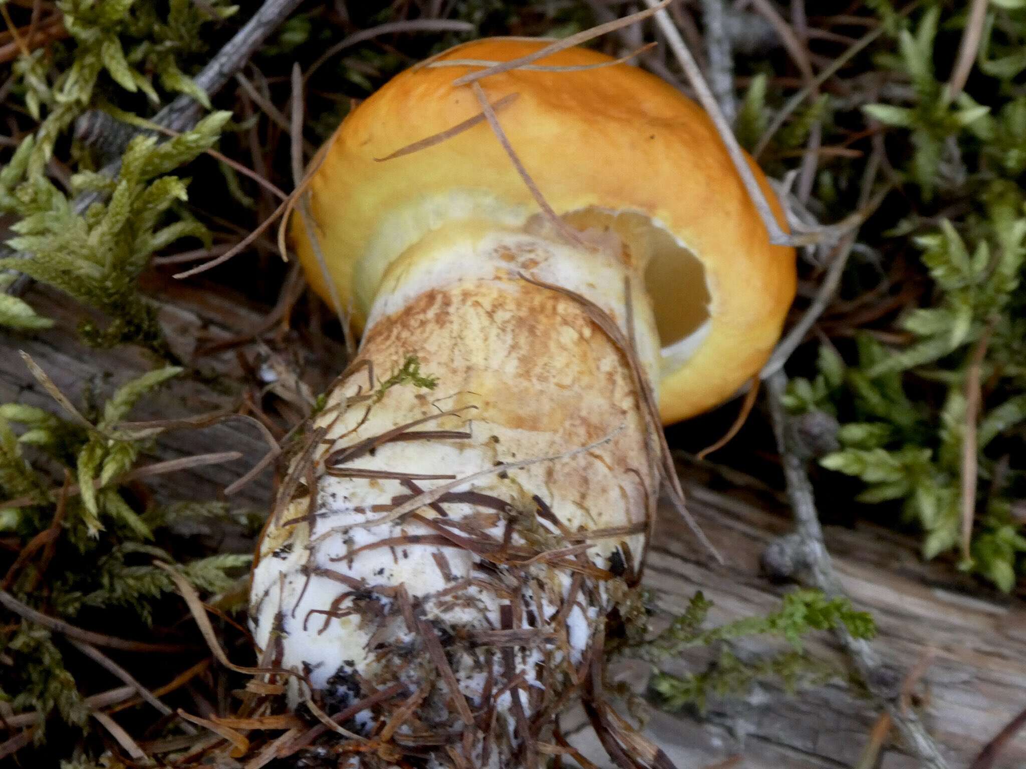 Image of Suillus grevillei (Klotzsch) Singer 1945