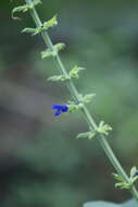 Image of Salvia mexicana L.