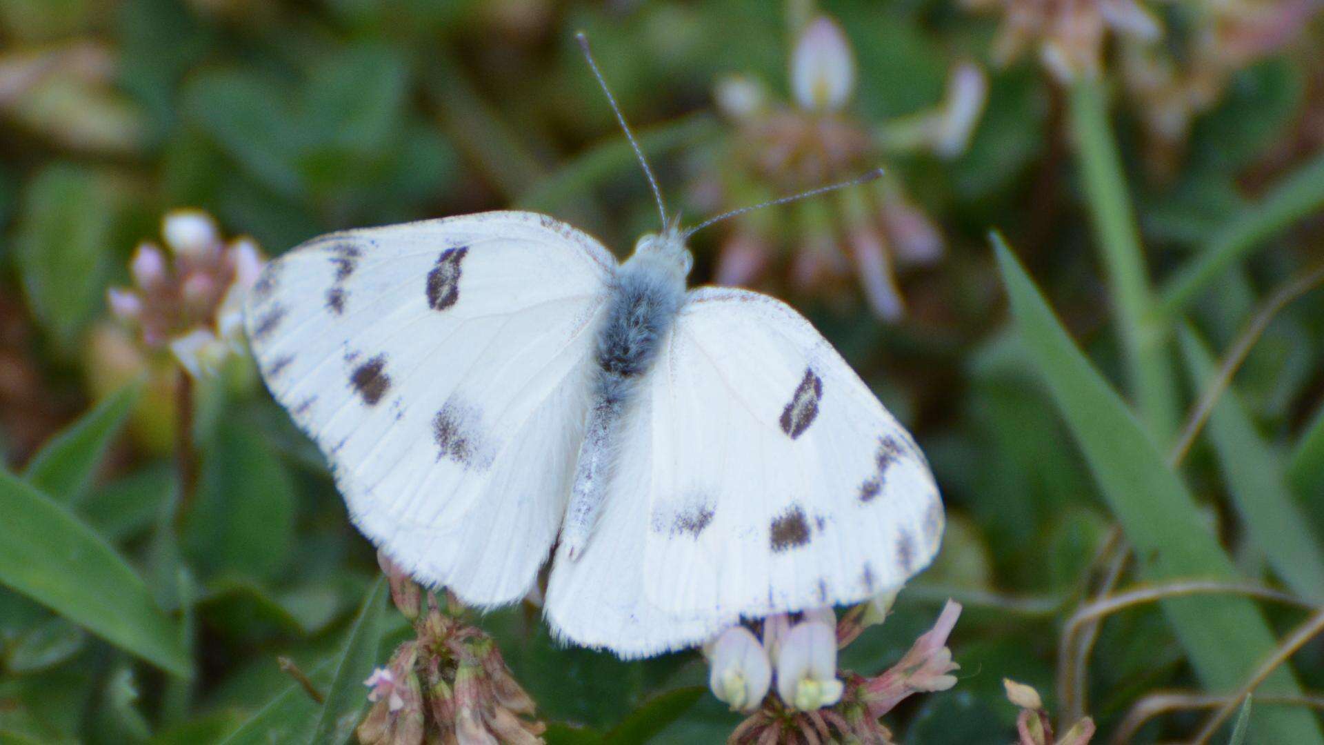 Image of Checkered White