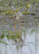 Image of Common Redshank