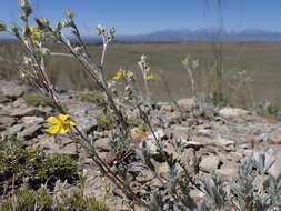 Image of woolly cinquefoil