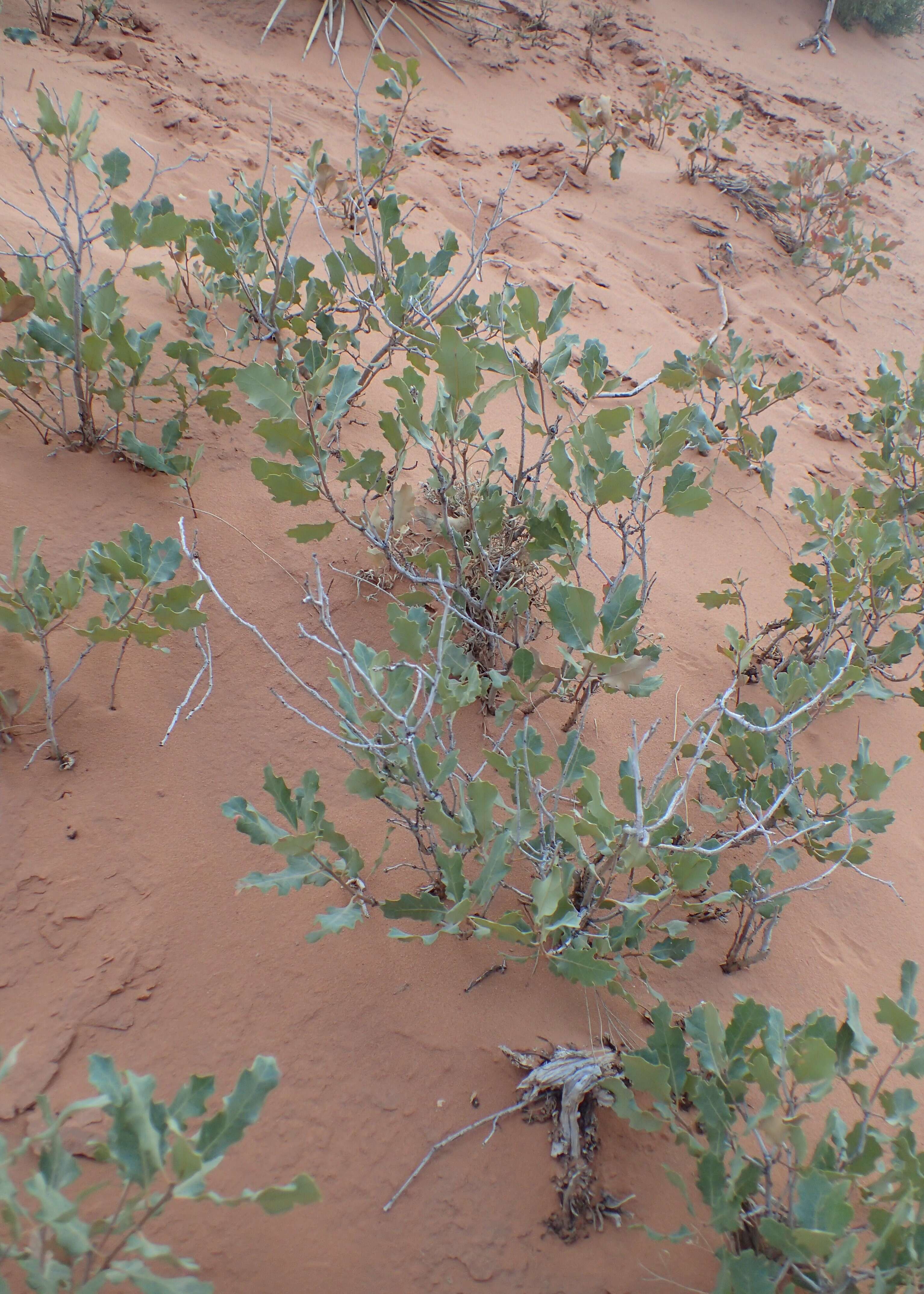 Image of Havard oak