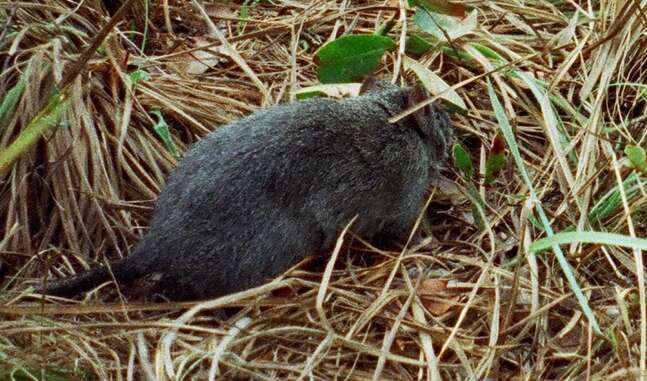 Image of Woolly Giant Rat