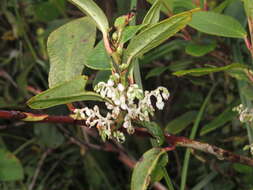 Imagem de Gaultheria fragrantissima Wall.