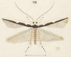 Image of Titoki moth