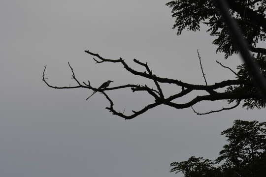 Image of Scissor-tailed Flycatcher