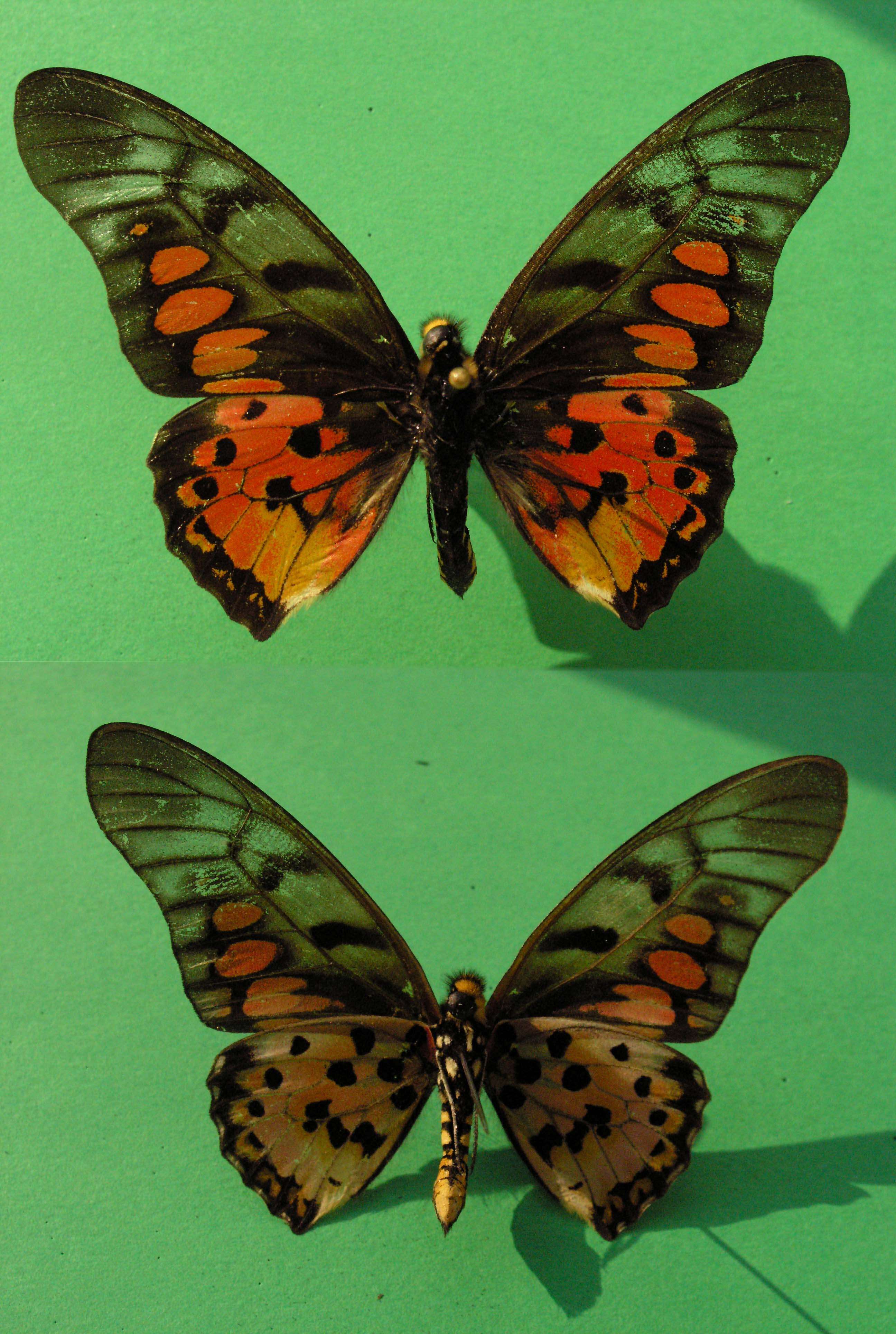 Sivun Graphium tynderaeus (Fabricius 1793) kuva