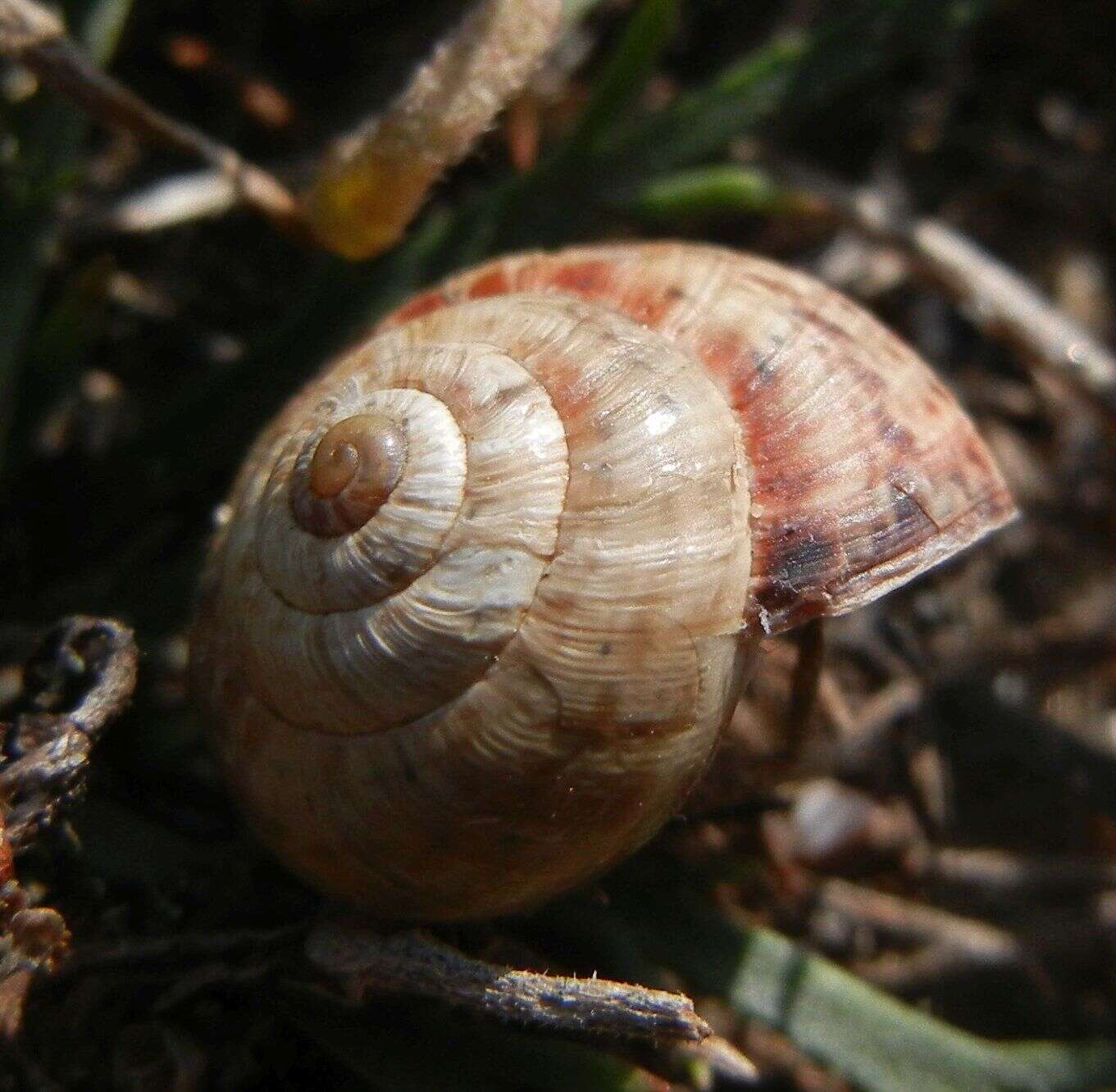 Image of Maritime gardensnail