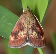 Image of Pyrausta homonymalis Munroe 1976