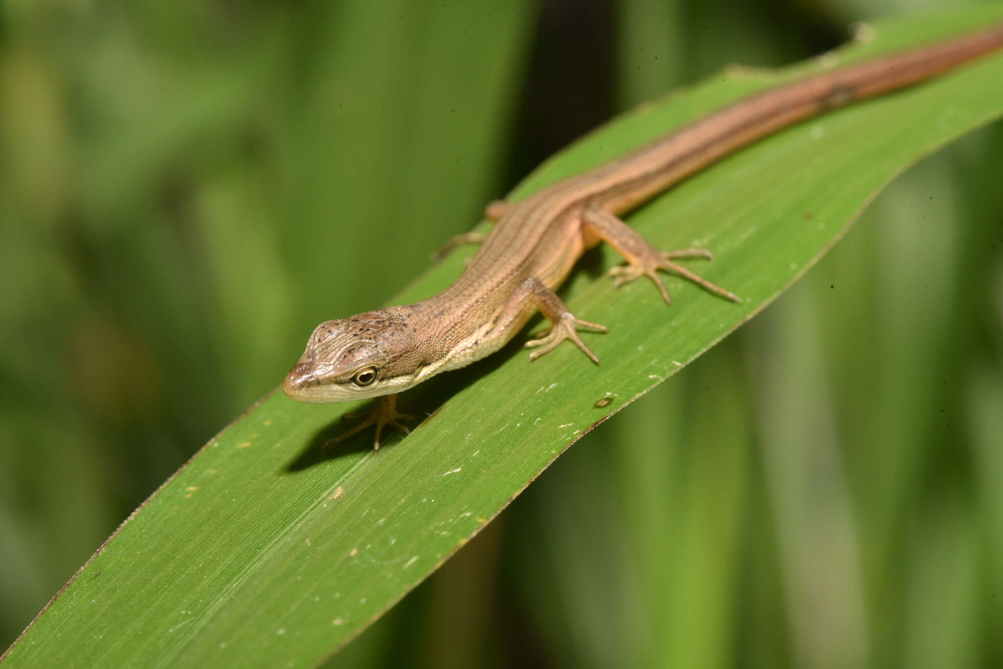 Image of Takydromus luyeanus Lue & Lin 2008