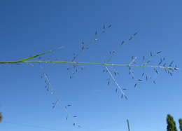 Image de Eragrostis leptostachya (R. Br.) Steud.