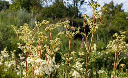 Image of Meadowsweet