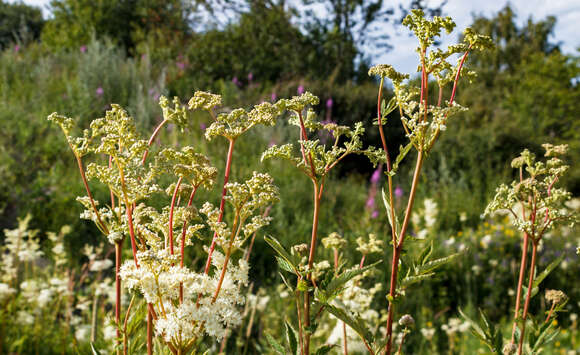 Image of Meadowsweet