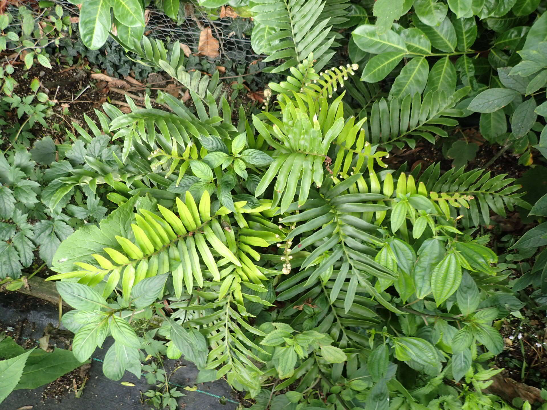 Imagem de Lomariocycas tabularis (Thunb.) Gasper & A. R. Sm.