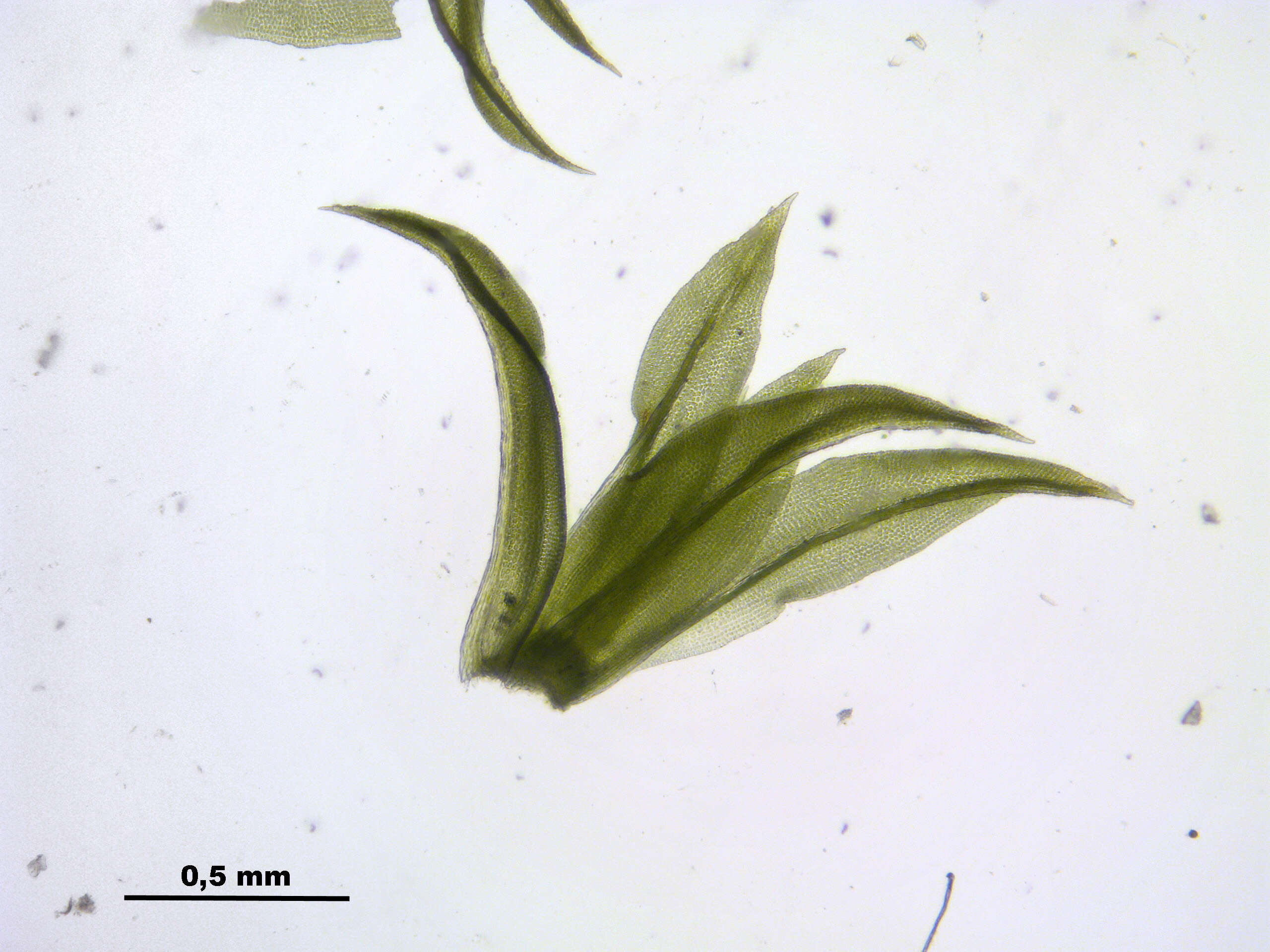 Image of zygodon moss