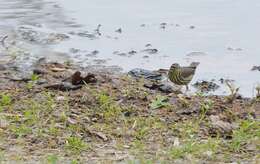 Image of Northern Waterthrush