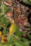 Image of Psammodromus occidentalis Fitze, Gonzalez-jimena, San-jose, San Mauro & Zardoya 2012