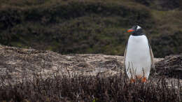 Image of Gentoo Penguin